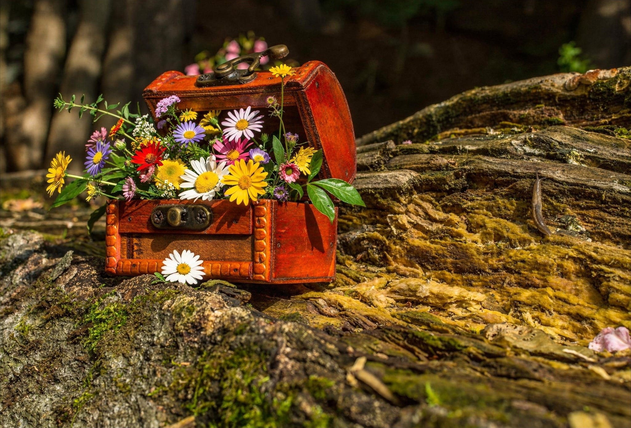 A Treasure from Nature