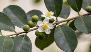 ענף Calophyllum inophyllum עם פרחים לבנים ופירות ירוקים — הצמח שממנו מופק שמן הטמאנו
